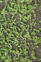 Close-up of vibrant green grass shoots emerging from dark, damp soil in a garden photo