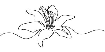 lily flower in full bloom continuous one line drawing illustration vector