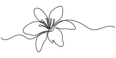 Lily Continuous One Line Drawing with Editable Stroke Pen and Ink Illustration vector