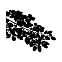 Black Silhouette Moringa Leaves Branch Isolated White Background Botanical Illustration vector