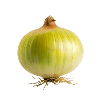 isolato Immagine in mostra un' singolo giallo cipolla con radici contro un' pianura ambientazione Visualizza vicino su su trasparente sfondo png