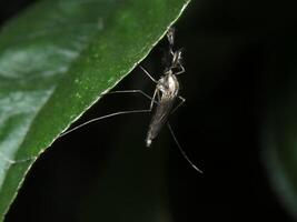 Mosquito resting on a green leaf in a dark environment during nighttime photo
