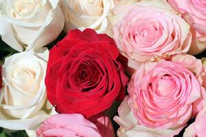 Closeup of mixed roses in red, pink, and white tones. Romantic floral arrangement perfect for Valentine's Day, weddings, or elegant decorative themes photo