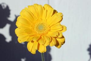 Single yellow gerbera daisy in sunlight against a white wall. Bright, cheerful bloom with distinct shadow play, perfect for spring, summer, or minimal floral compositions. photo