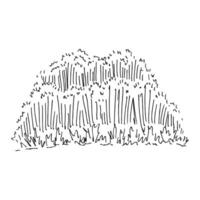 Tall grass greenery. Hand drawn illustration. vector