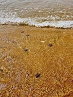 A group of turtles walking on the beach photo