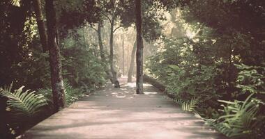 CGI Wooden pathway through lush greenery in a tranquil forest setting video