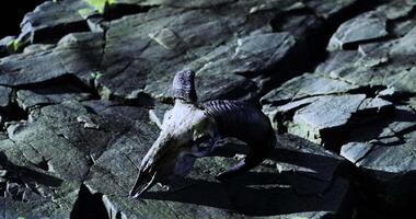 CGI Skull of a ram resting on a rugged rocky surface in a natural environment video