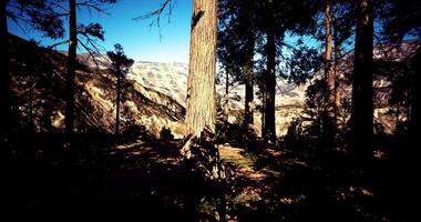 CGI Forest landscape with towering trees and mountain view under clear sky video