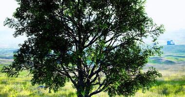 CGI Majestic tree standing alone in a serene grassy landscape at dawn video