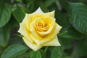 beautiful single yellow rose fragrant flowers blooming in botany garden with green leaves. scent of fresh smell in natural park photo