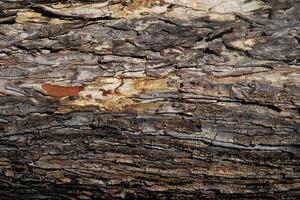 tree bark texture for background photo