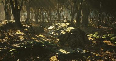 CGI Mysterious forest with dappled sunlight illuminating stone and foliage video