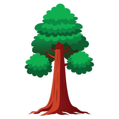 Cartoon Style Redwood Tree Detailed Illustration of Tall, Brown Bark and Green Foliage