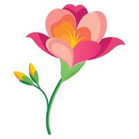 Elegant Pink Freesia Flower with Yellow Buds Isolated on a White Background vector