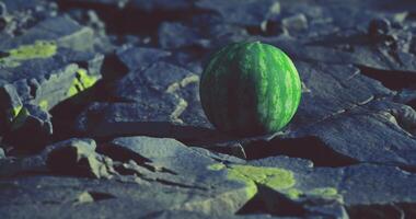 CGI Colorful watermelon rests on rugged rocky surface in evening light video