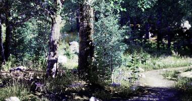 CGI Lush forest pathway inviting exploration through vibrant greenery video