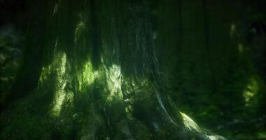 CGI Sunlight filtering through leaves illuminates textured tree trunk in forest video