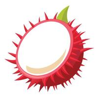 Slice of Rambutan Fruit Showing White Flesh and Red Spiked Outer Skin vector
