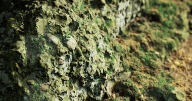 CGI Close up view of textured rock surface covered in moss and small minerals video