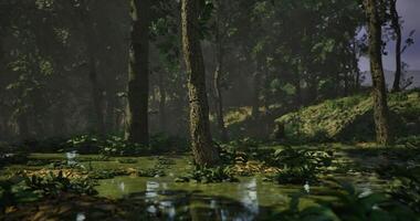 CGI Lush forest setting with vibrant greenery and tranquil water reflections video