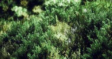 CGI Lush green foliage and diverse plant life thrive in nature video