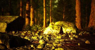 CGI Rocks and stones scattered amidst a tranquil forest environment video