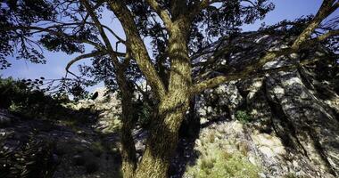CGI Natural setting with a large tree and rocky landscape during daytime video