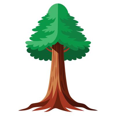 Cartoon Illustration of a Tall Redwood Tree with Green Foliage on White