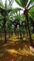 Smooth FPV drone flight through palm trees in tropical plantation, Krabi, Thailand. Peaceful cinematic glide with sunlight and shadows. video