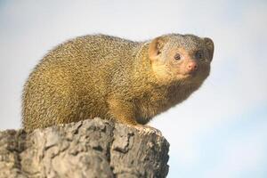 Dwarf mongoose on a tree stump in natural environment, alert and curious, with detailed fur photo