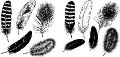 Various Etched Feathers Including a Peacock Feather in Style, Isolated Collection vector
