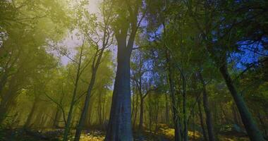 CGI Vibrant sunlight filtering through a lush forest canopy in early morning video