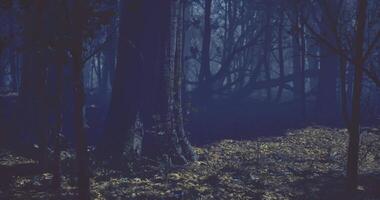 CGI Dark forest landscape illuminated by moonlight at night in autumn video