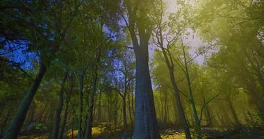CGI Lush forest with sunlight filtering through trees in early morning hours video