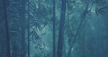 CGI Misty forest with dense bamboo and soft light illuminating the surroundings video