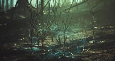 CGI Mystical forest with hazy light and faint ethereal glow at twilight video
