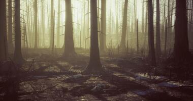 CGI Mystical forest landscape captured during early morning light in autumn video