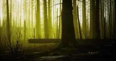 CGI Renewed forest after wildfire with sunlight filtering through trees video