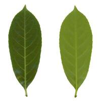 common laurel leaf top and bottom side photo
