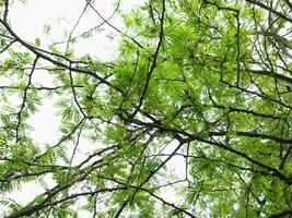 carob tree against the sky photo
