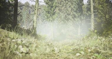 CGI Misty forest path inviting exploration through lush greenery and tall trees video
