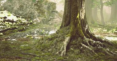 CGI Majestic tree roots thrive in serene forest setting during daylight hours video