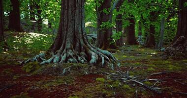 CGI Roots intertwine with earth in a lush green forest during daylight hours video