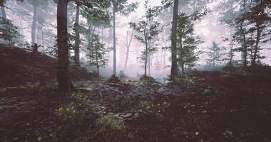 CGI Misty forest with tall trees and calm water in the morning video