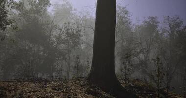 CGI Foggy forest landscape with towering trees during early morning hours video