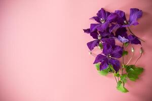 blooming clematis isolated top view on congratulatory pink background . photo