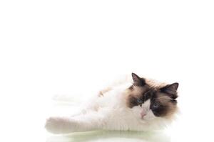 Well-groomed purebred Ragdoll cat on clean background photo