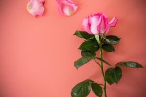 Single pink rose on pink background isolated photo