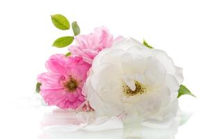 close up white and pink roses isolated on white background photo